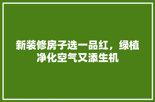 新装修房子选一品红，绿植净化空气又添生机